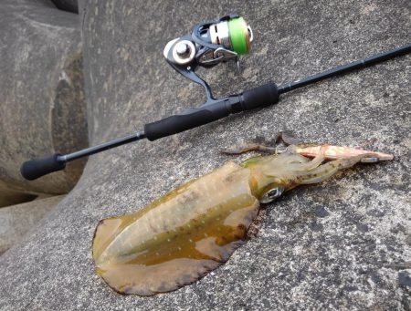 越前海岸でエギング